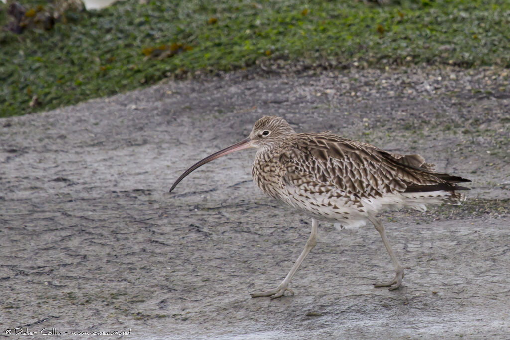 Eurasian Curlewadult, identification