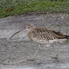 Eurasian Curlew