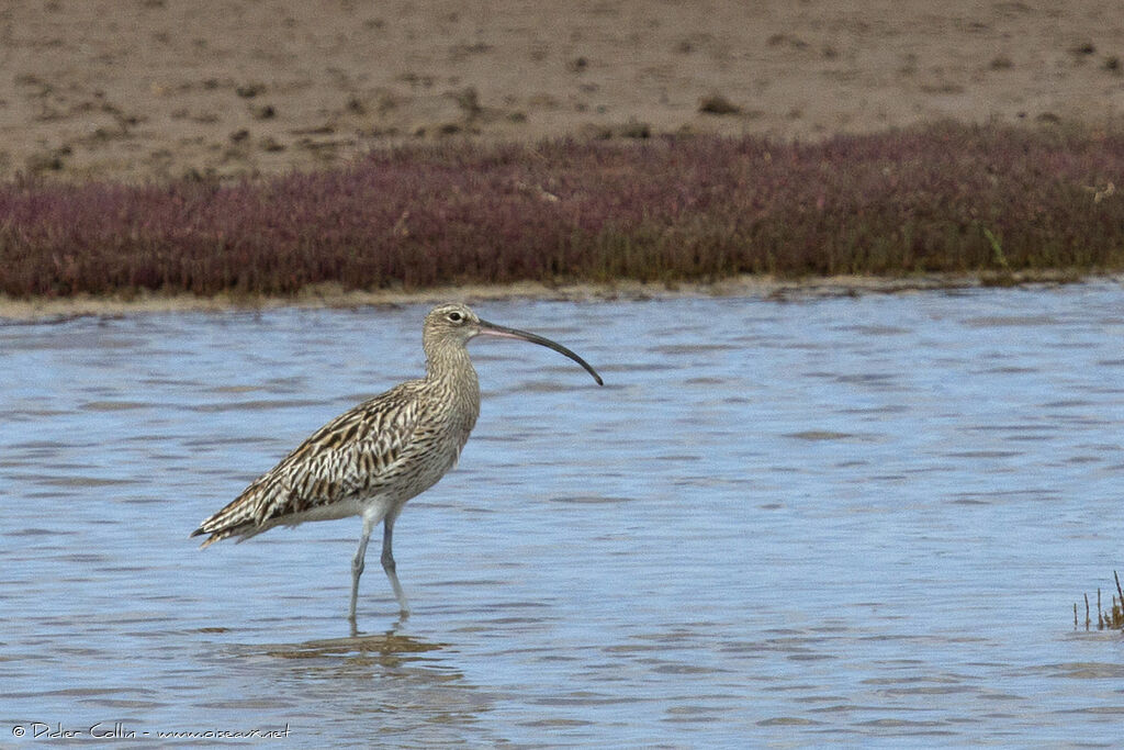 Eurasian Curlewadult