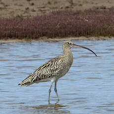 Eurasian Curlew