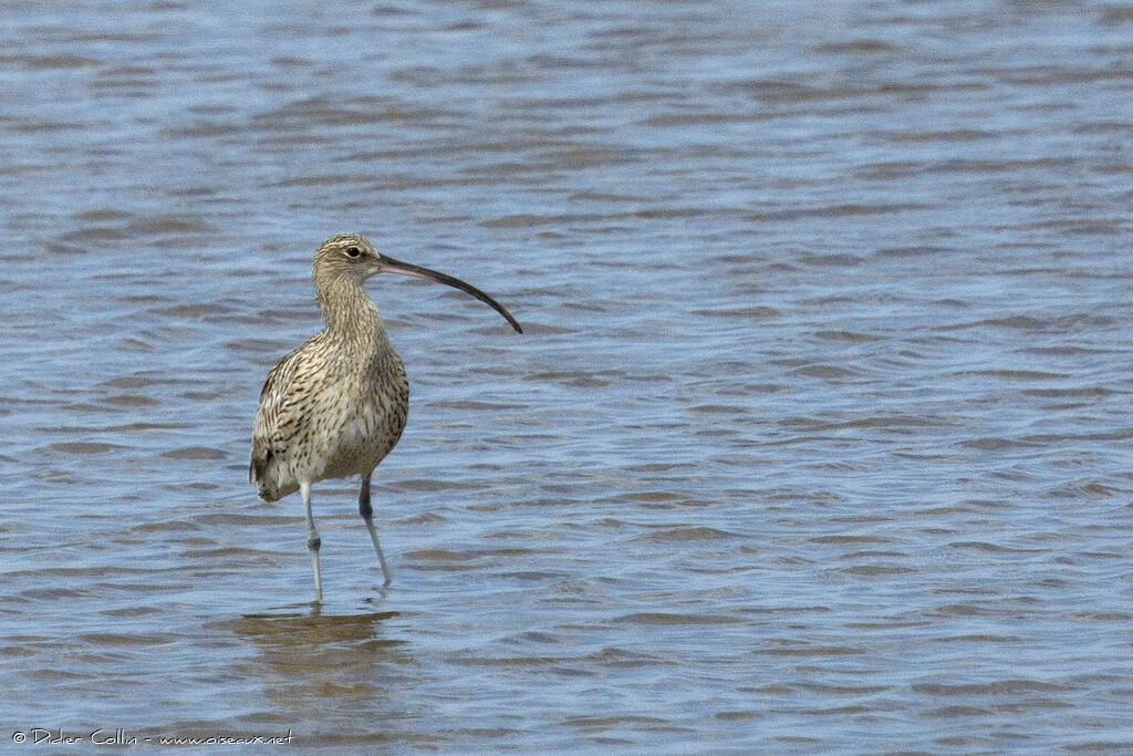 Eurasian Curlewadult, identification