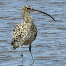 Eurasian Curlew