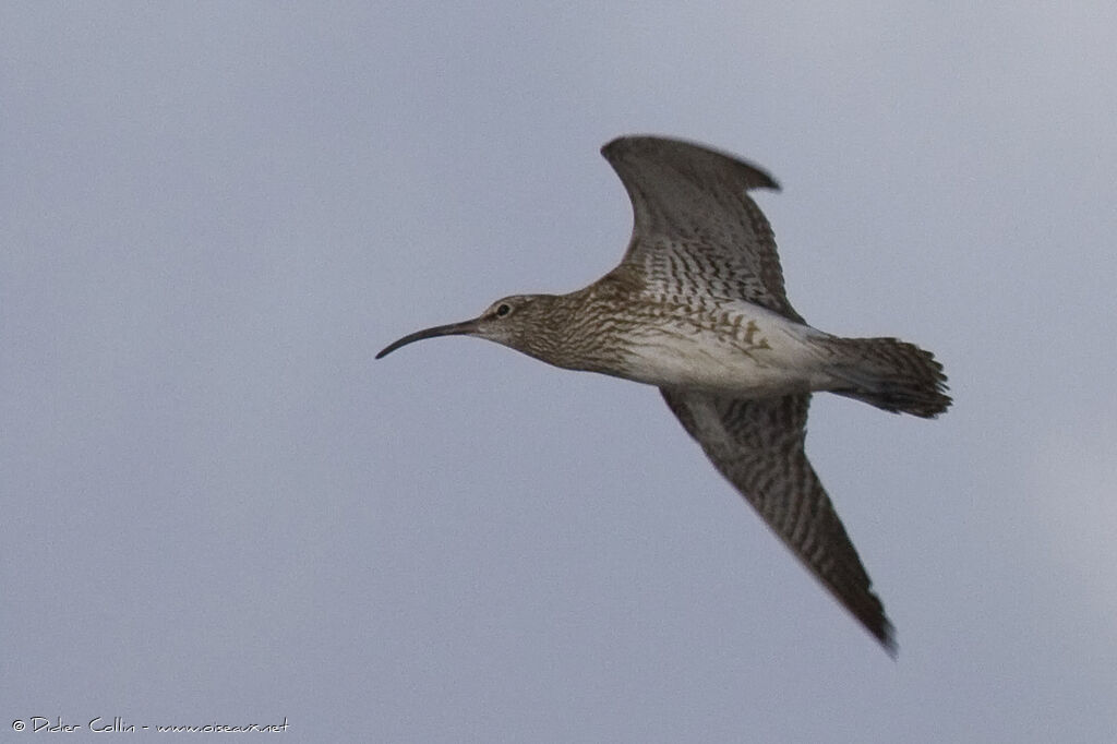 Eurasian Whimbrel