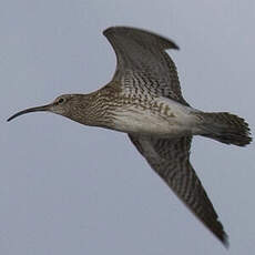 Eurasian Whimbrel