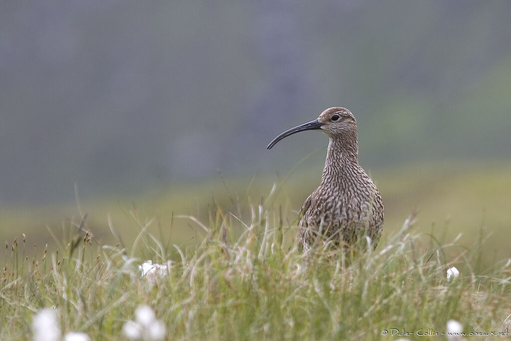 Eurasian Whimbrel