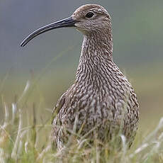 Eurasian Whimbrel