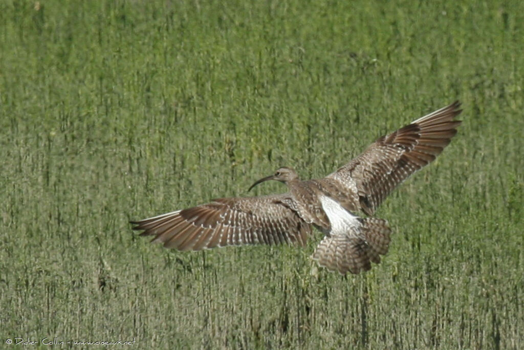 Eurasian Whimbrel