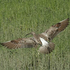 Whimbrel