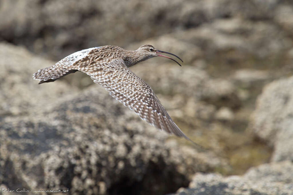 Whimbreladult, Flight