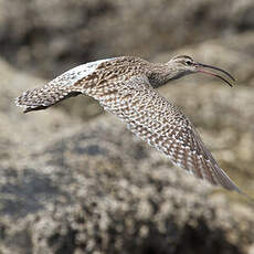 Whimbrel