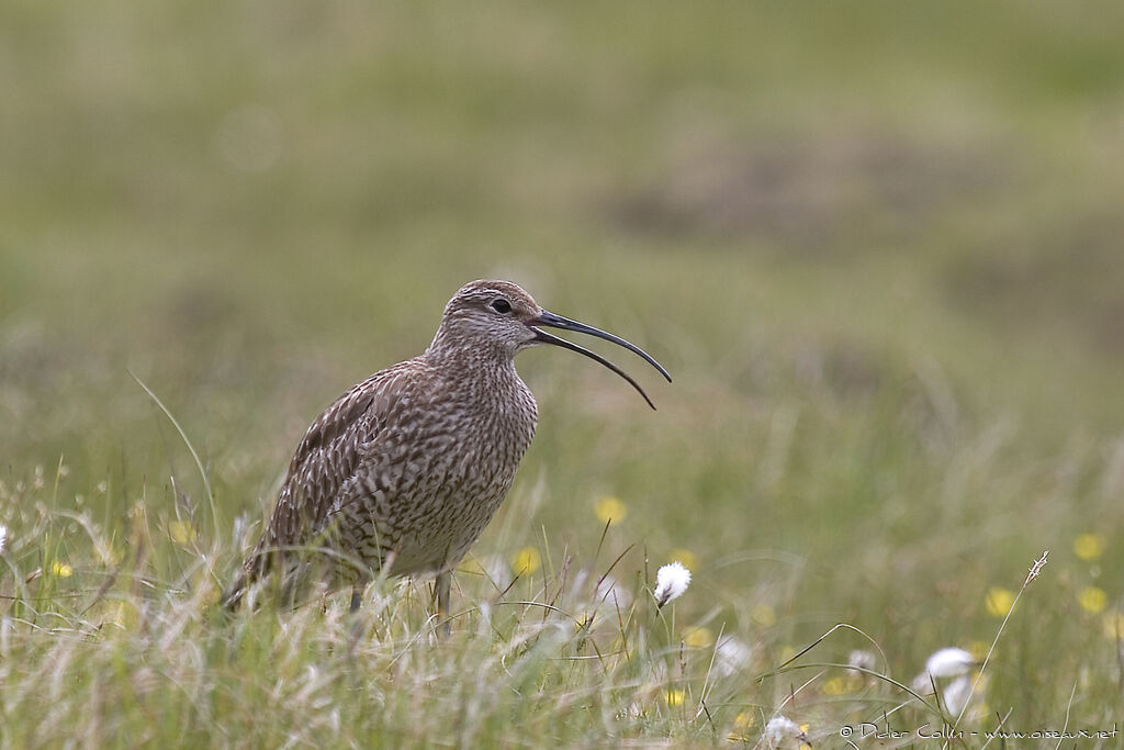 Eurasian Whimbrel, identification