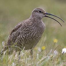 Eurasian Whimbrel