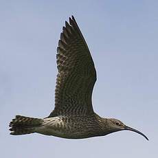 Eurasian Whimbrel