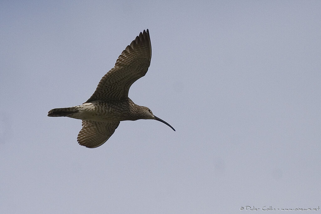 Eurasian Whimbrel