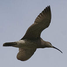 Eurasian Whimbrel