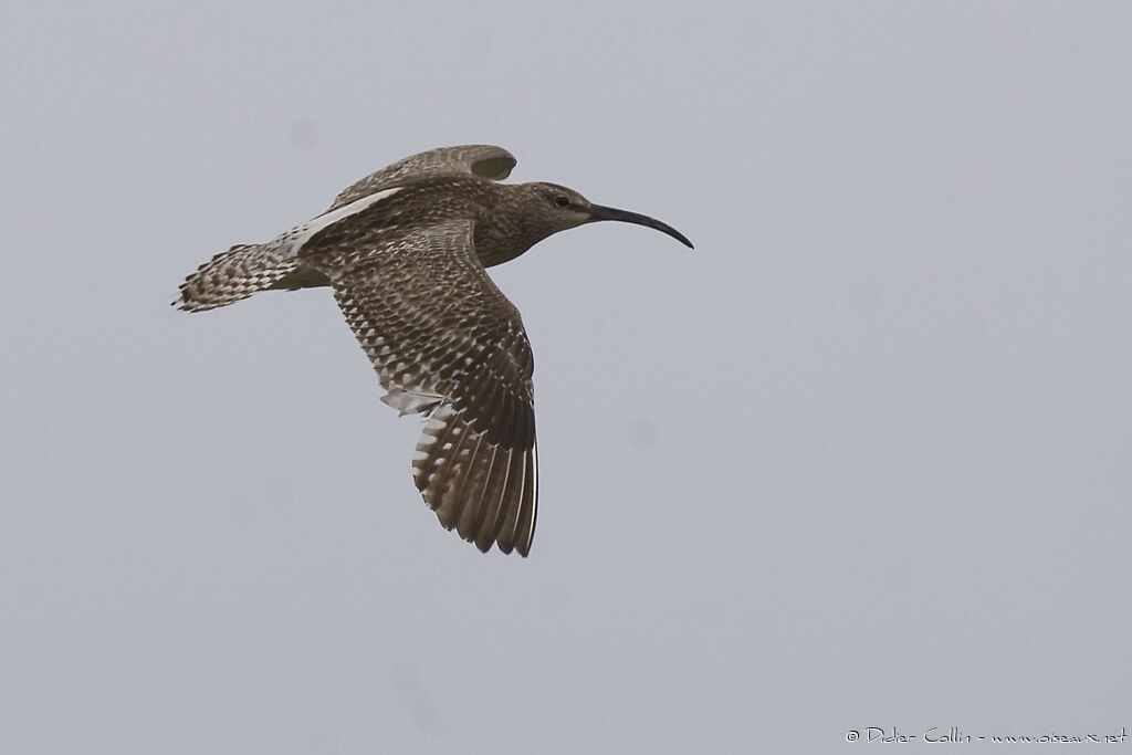 Eurasian Whimbrel