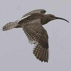 Eurasian Whimbrel