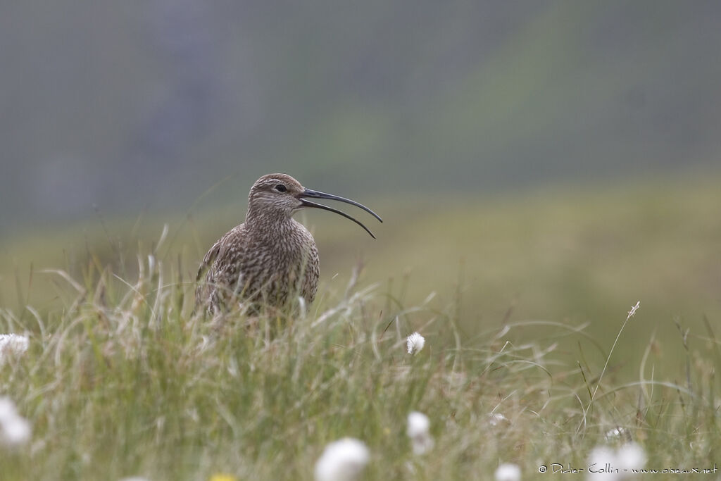 Whimbrel