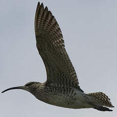 Eurasian Whimbrel