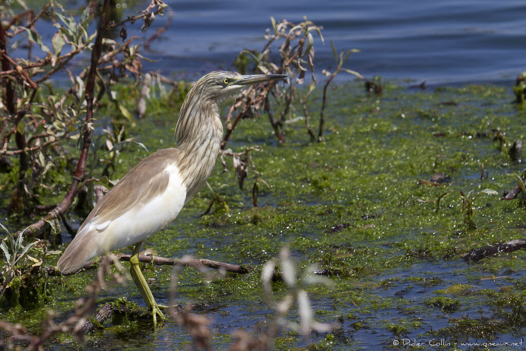 Squacco Heronadult, identification