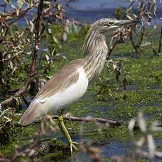 Squacco Heron