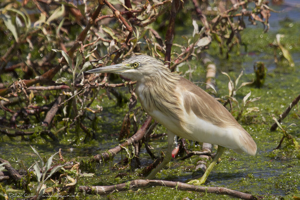 Squacco Heron