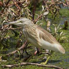 Squacco Heron