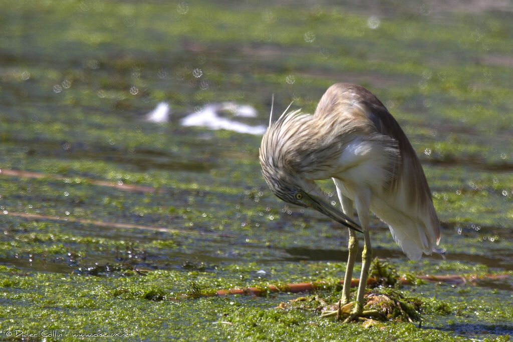 Squacco Heronadult, Behaviour