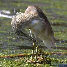 Squacco Heron