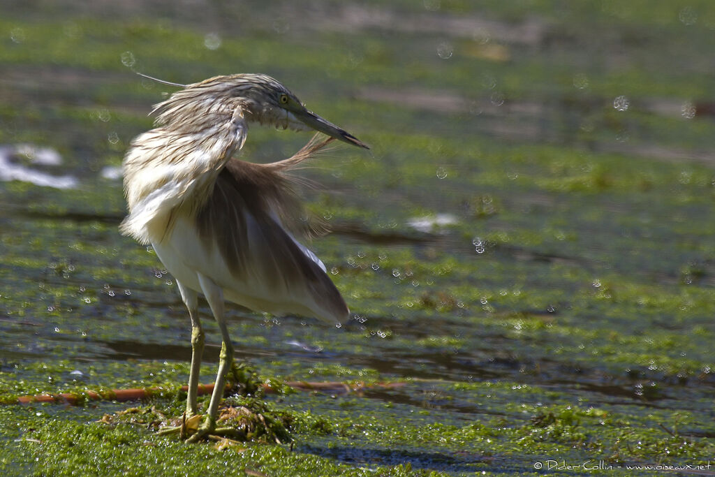 Squacco Heronadult, care, Behaviour