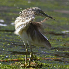 Squacco Heron