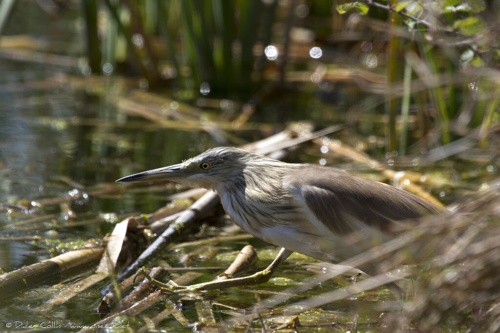 Squacco Heronadult