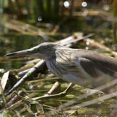 Squacco Heron