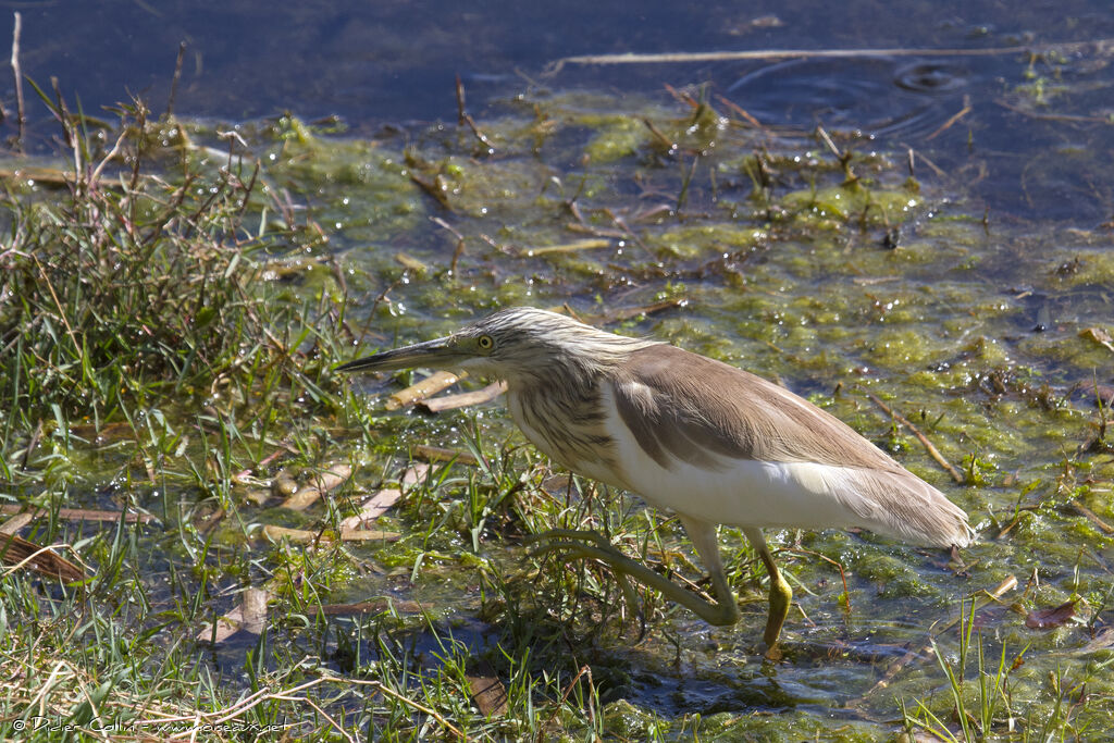 Squacco Heronadult, identification