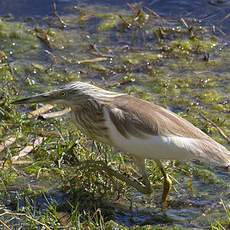 Squacco Heron