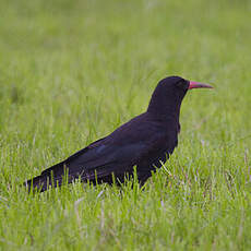 Red-billed Chough