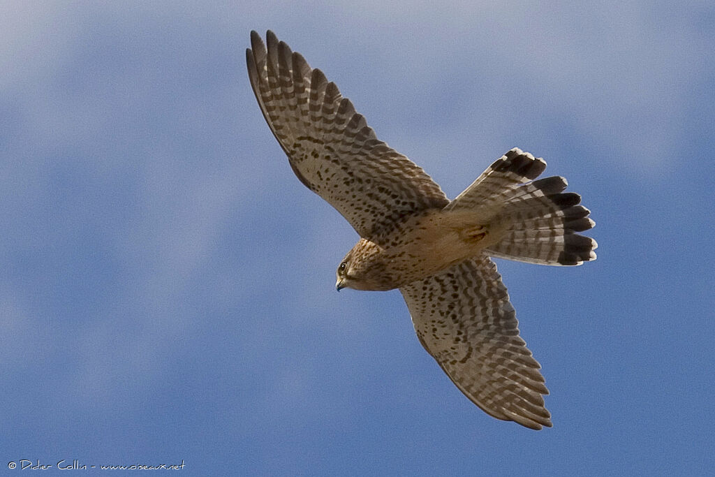 Common Kestrel (canariensis)