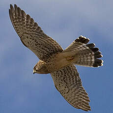 Common Kestrel (canariensis)