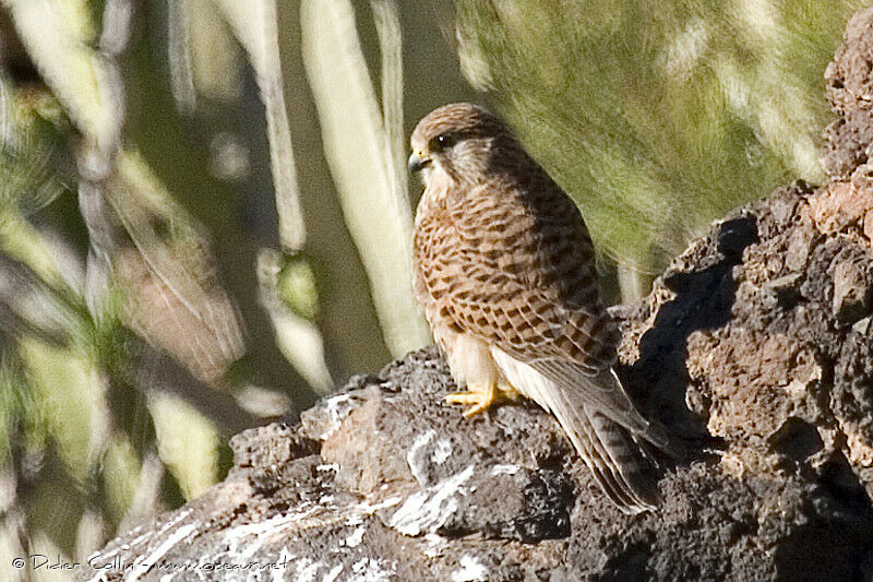 Common Kestrel (canariensis)