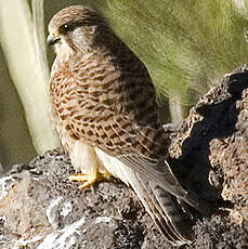 Common Kestrel (canariensis)