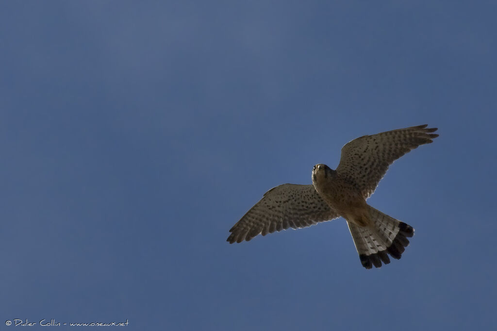 Crécerelle des Canaries, identification