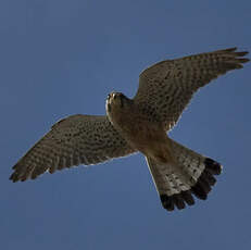 Common Kestrel (canariensis)