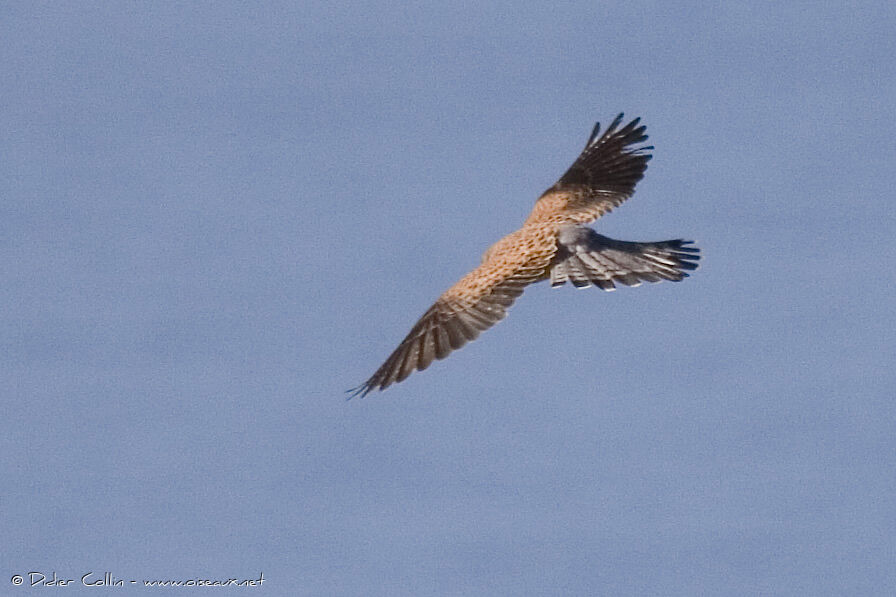 Common Kestrel (canariensis)