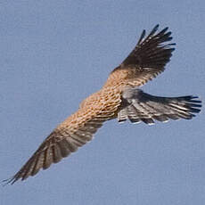 Common Kestrel (canariensis)