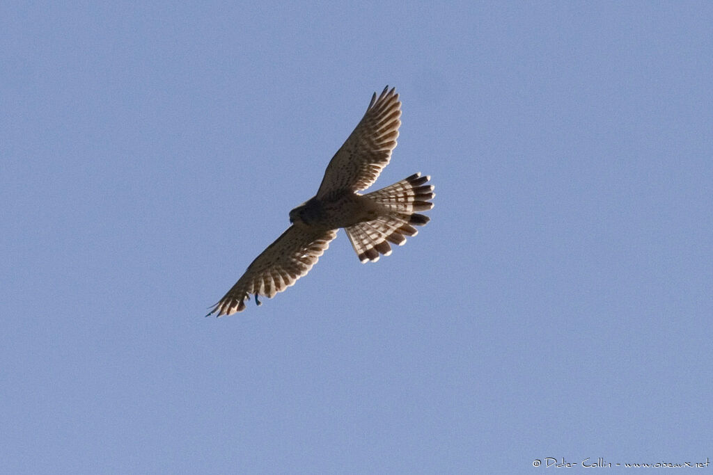 Crécerelle des Canaries, identification