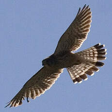 Common Kestrel (canariensis)