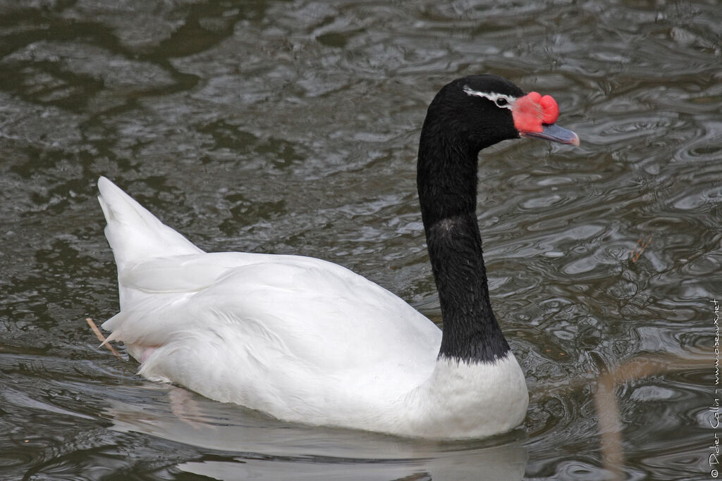 Cygne à cou noir