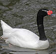 Cygne à cou noir