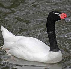 Black-necked Swan