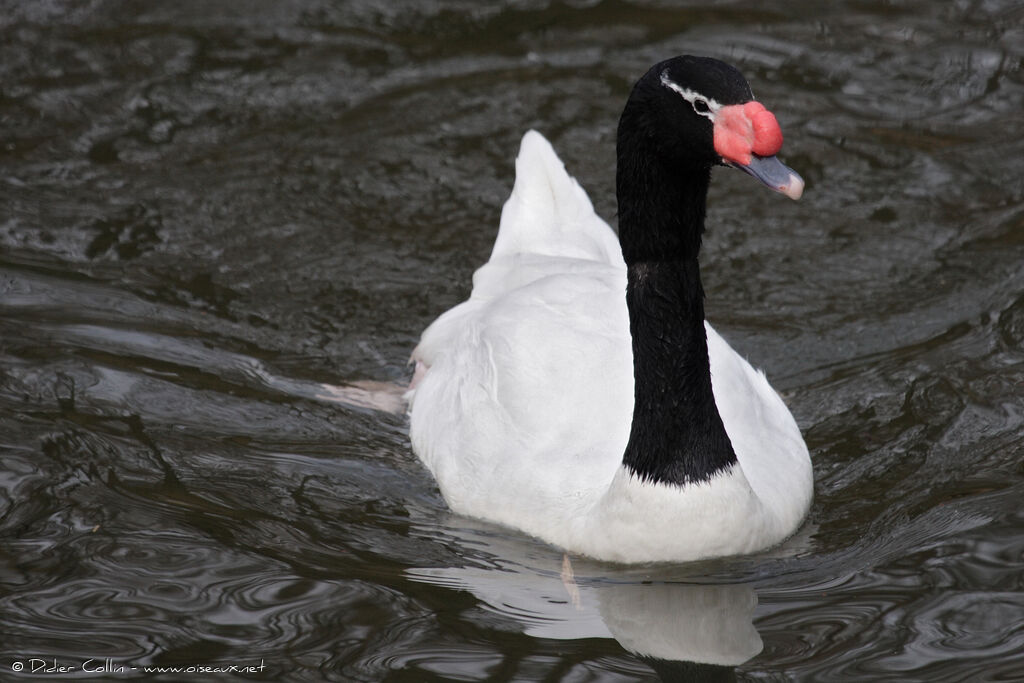 Black-necked Swan, identification